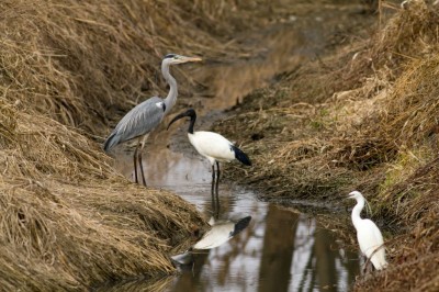 trio ciconiforme-Cenerino,ibis e garzetta